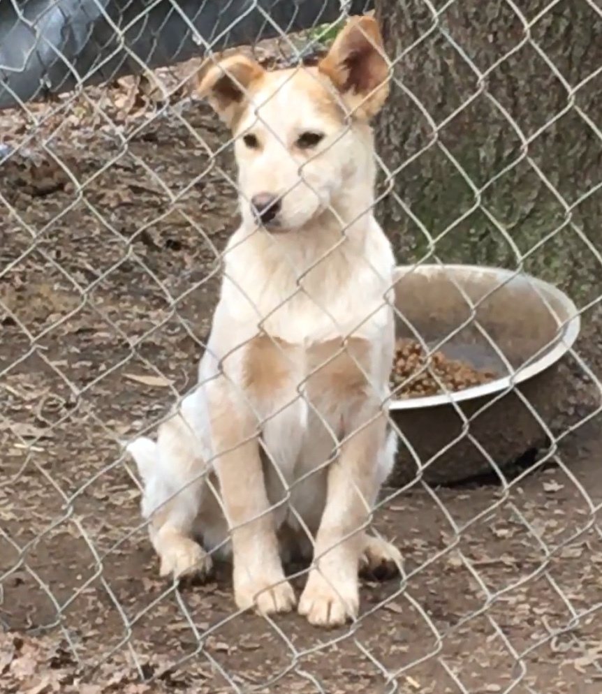 Toby as a cow-spotted puppy at the rescue farm, standing near a food bowl