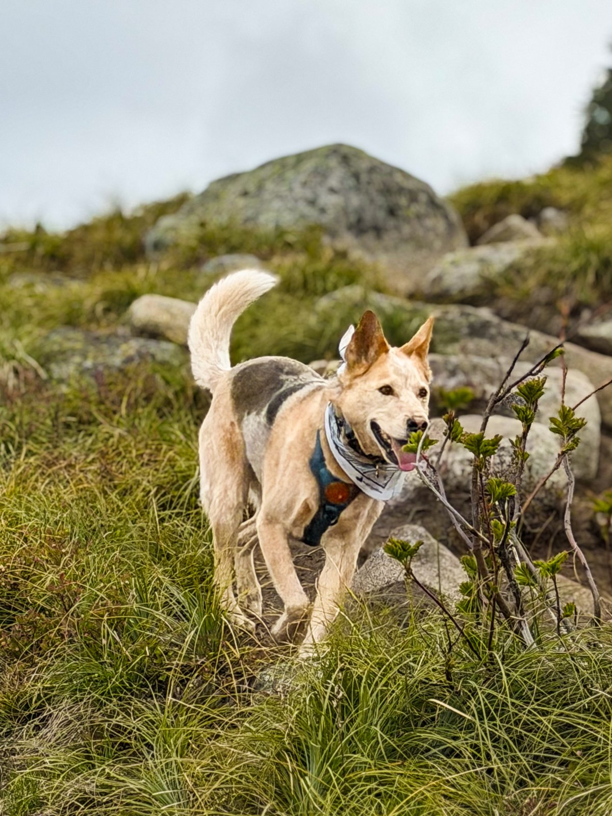 Toby running down a green mountain trail with his tongue out, ears up and happy