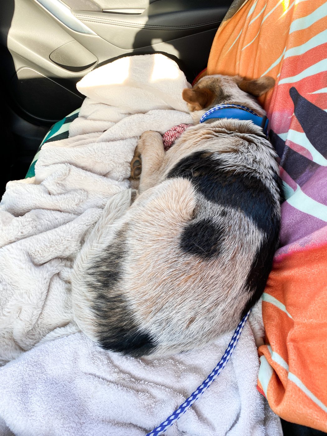 Toby napping, wrapped cozily in a soft blanket