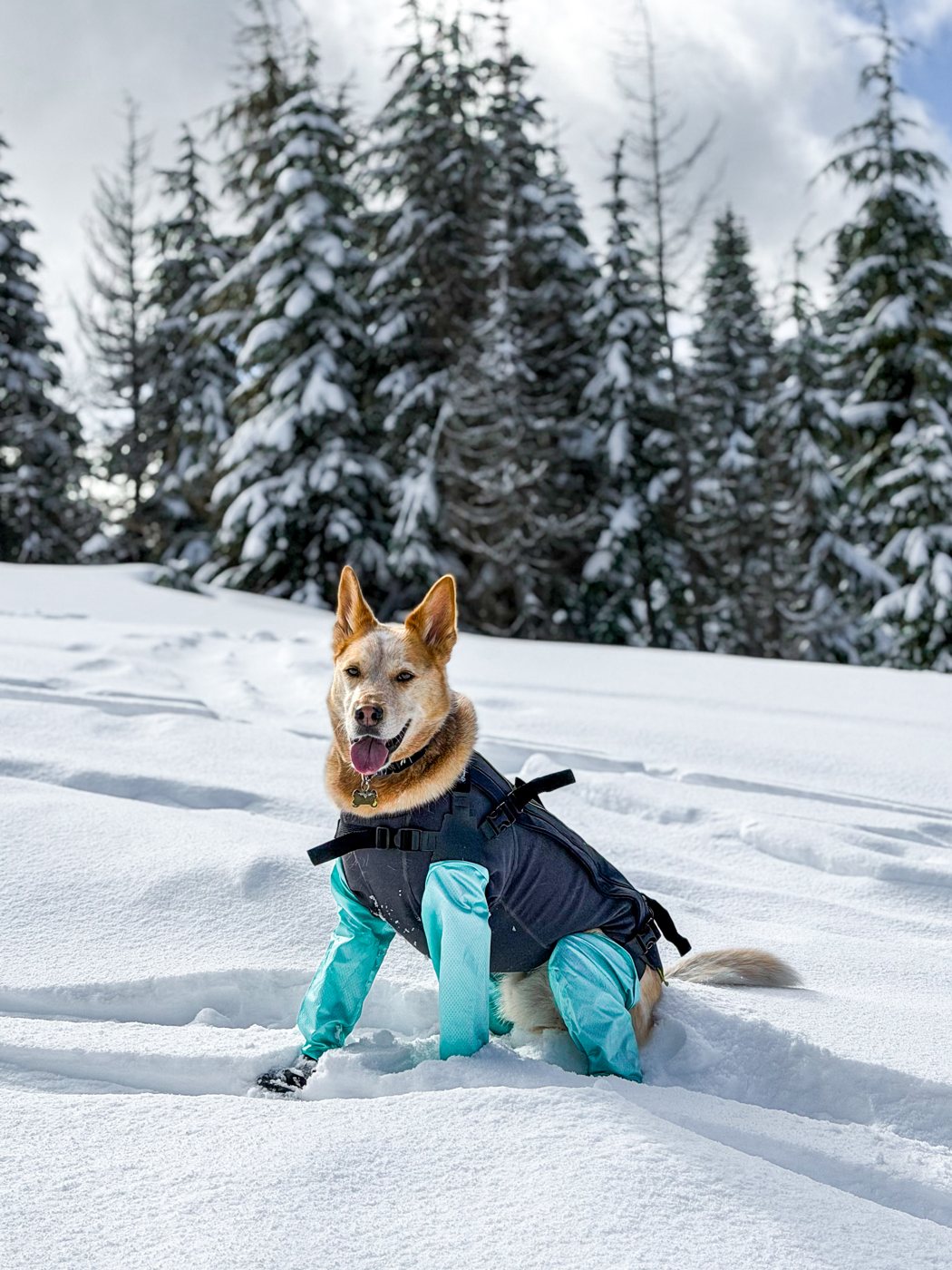 Toby standing in the snow wearing his teal Backcountry Paws snow gaiters
