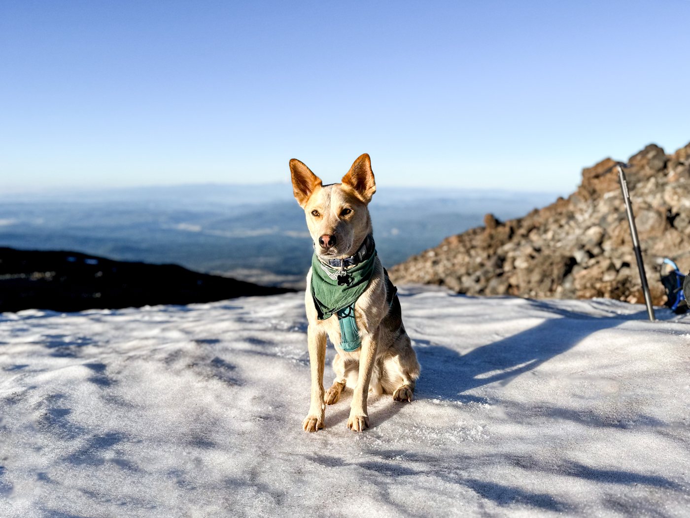 Toby sitting in his teal harness on a rocky alpine summit